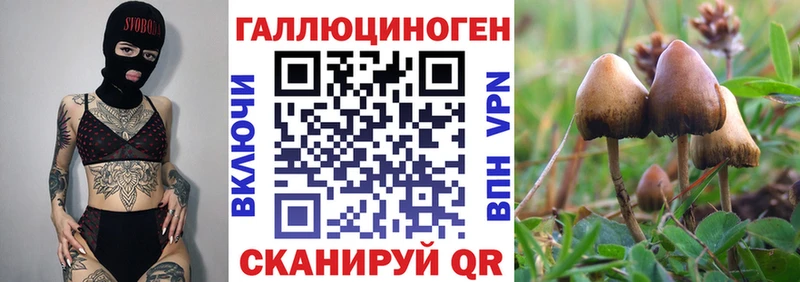 Псилоцибиновые грибы Psilocybe  Козьмодемьянск 